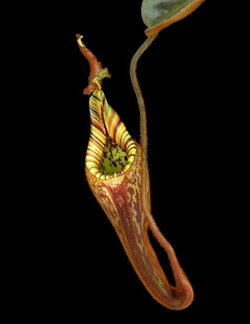 Nepenthes mollis/hurrelliana (Mount Kemul) — Scotland Carnivorous
